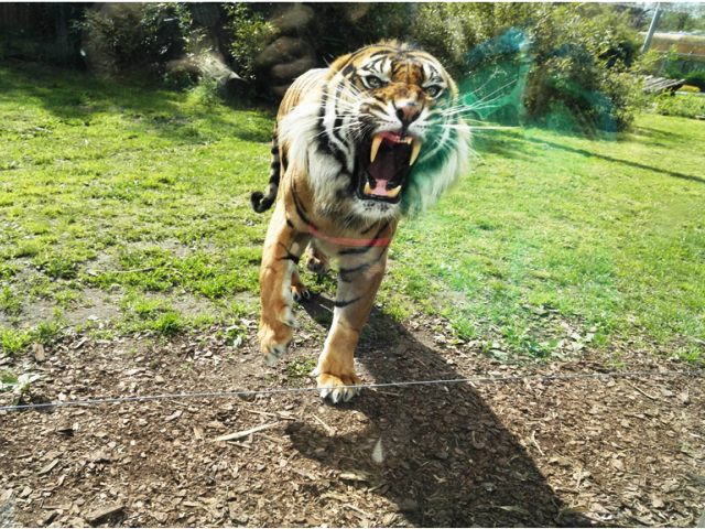 Tygrys podbiegający do szyby w ZOO
