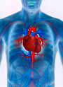Serce i układ krwionoścny człowieka. Fot.: materiały prasowe