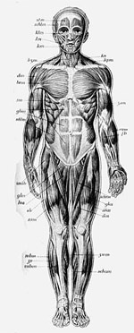 zdjęcie: układ mięśniowy, fot.: Wikipedia